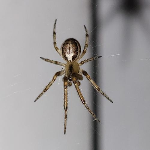 Zygiella x-notata